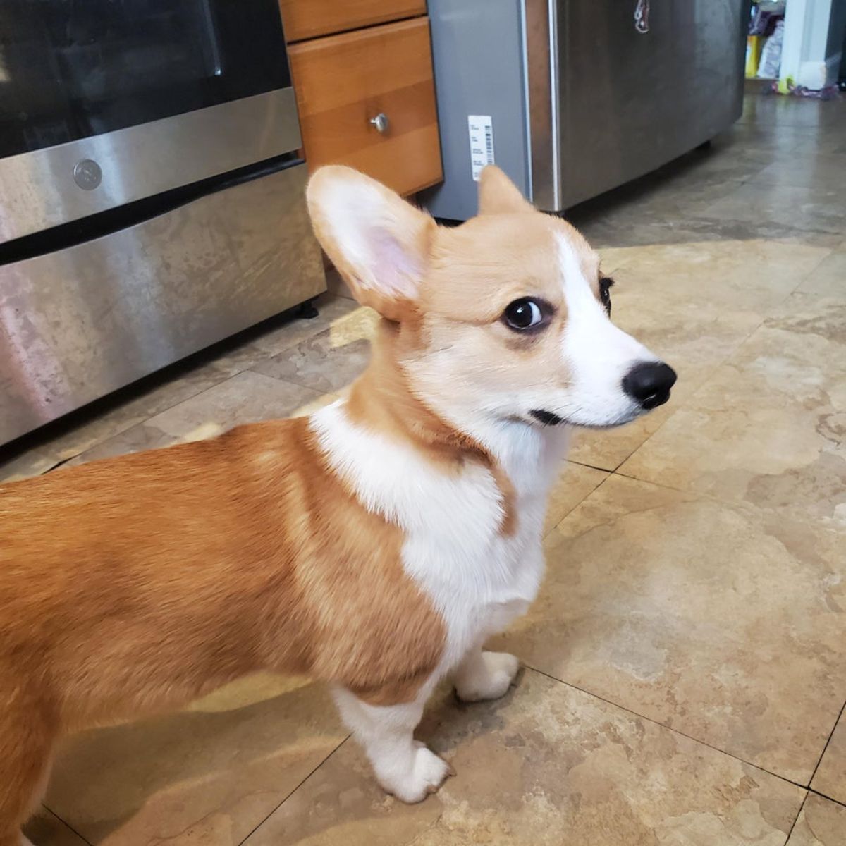 brown and white corgi standing on a tiled floor looking out the side of its eye