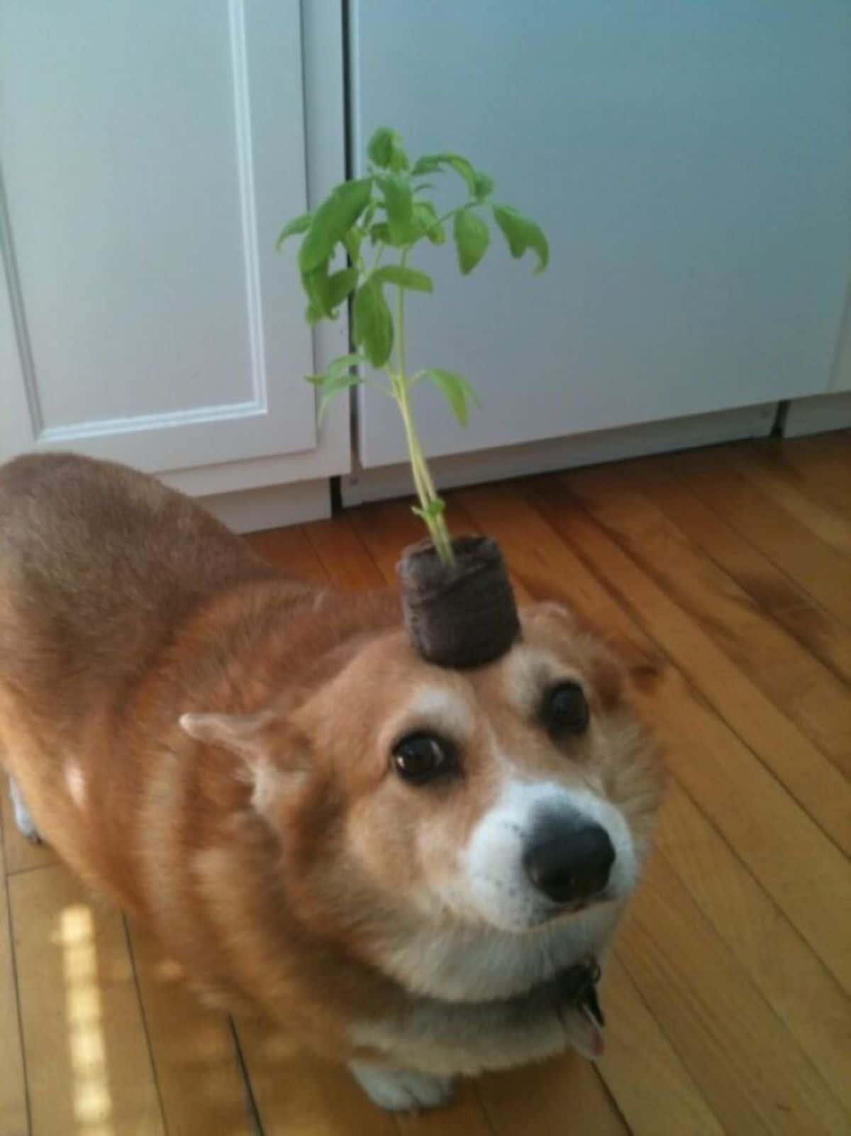 brown and white corgi standing on the wooden floor with a small plant on its head