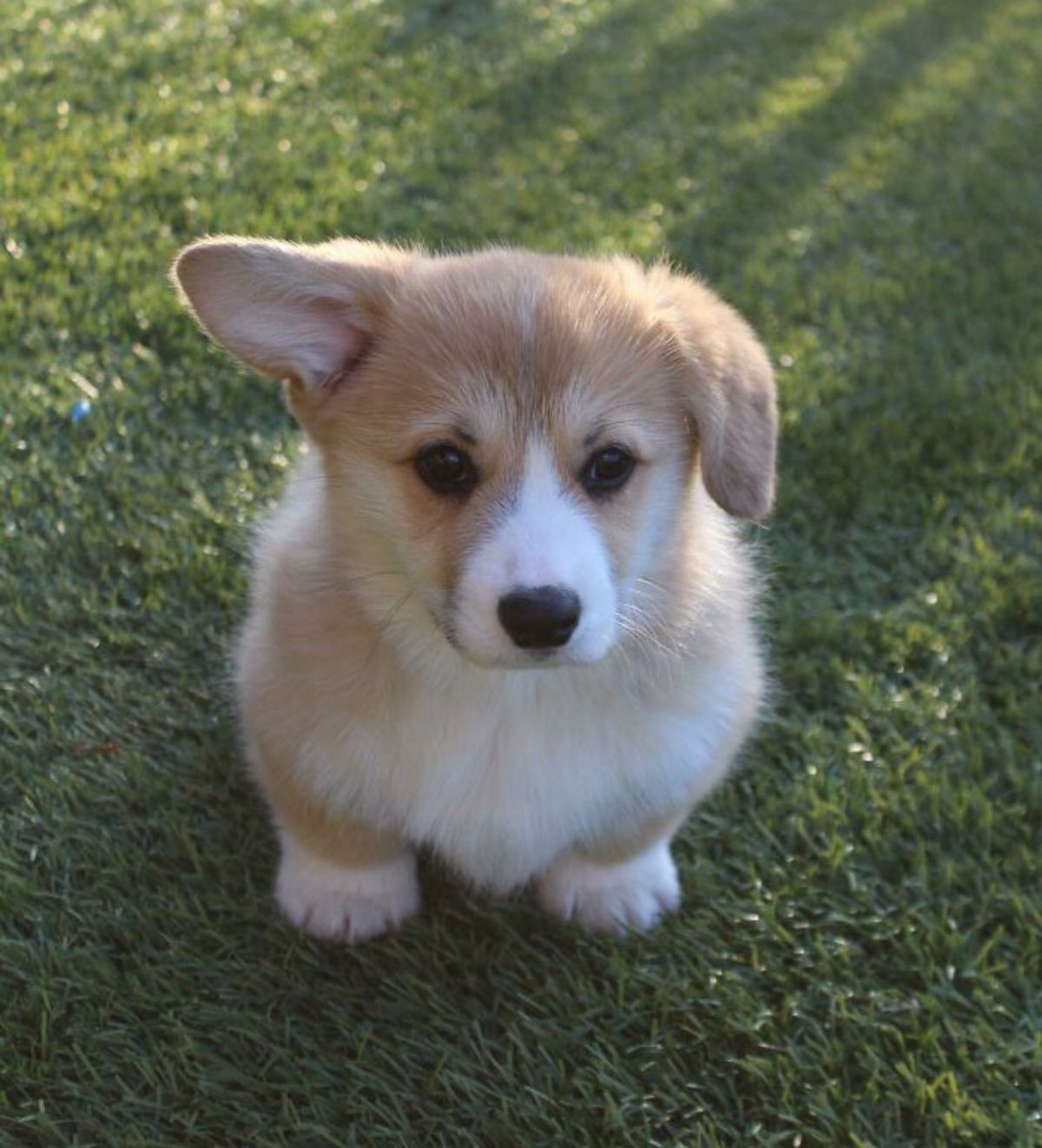 brown and white corgi puppy sitting on the grass and has one ear up while the other is floppy