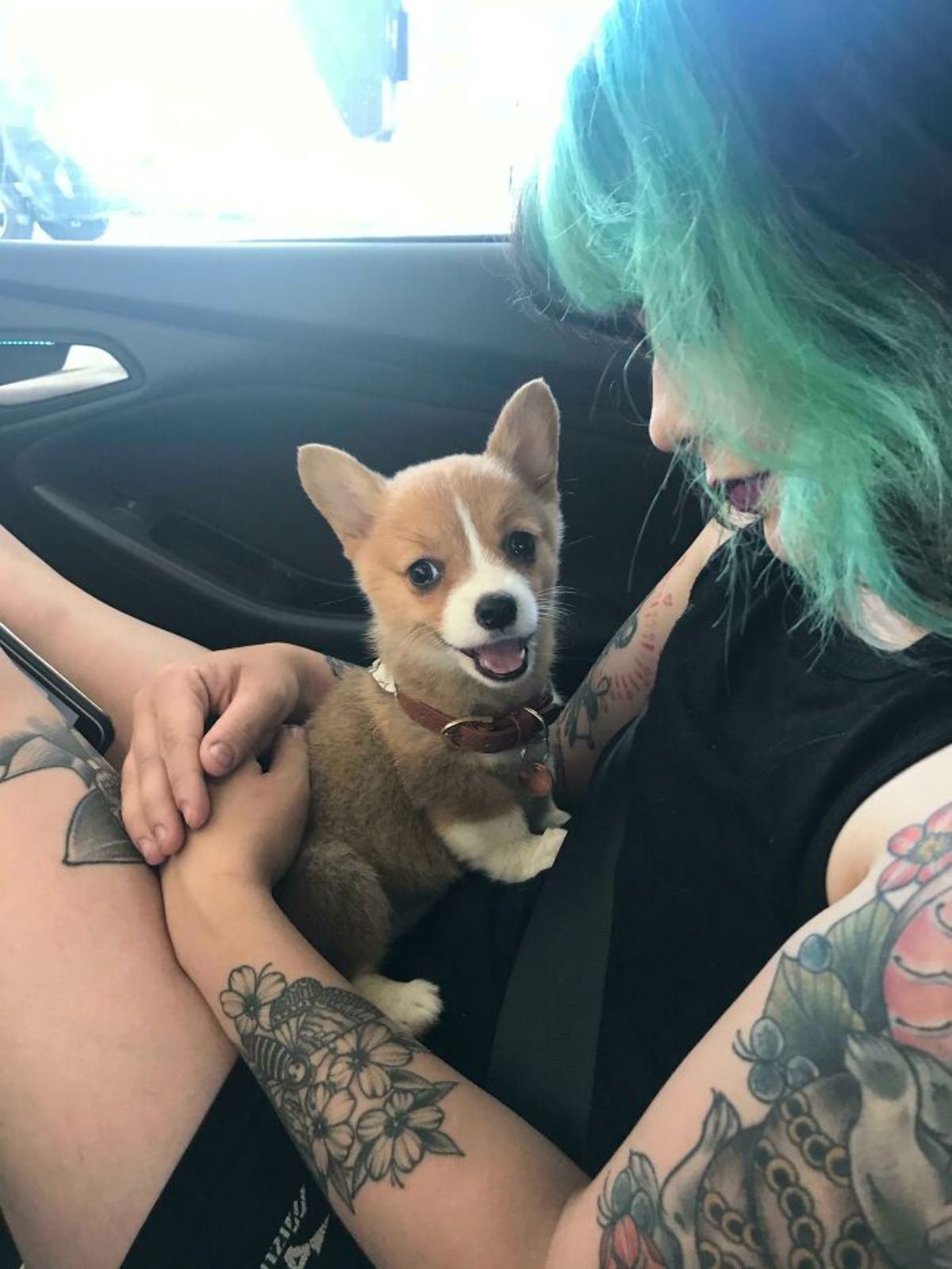 brown and white corgi puppy sitting on the lap of a woman in a car