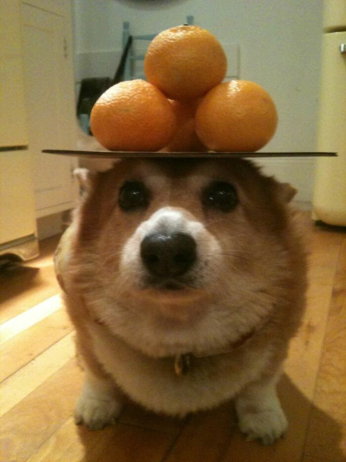 brown and white corgi sitting with a tray of oranges on its head