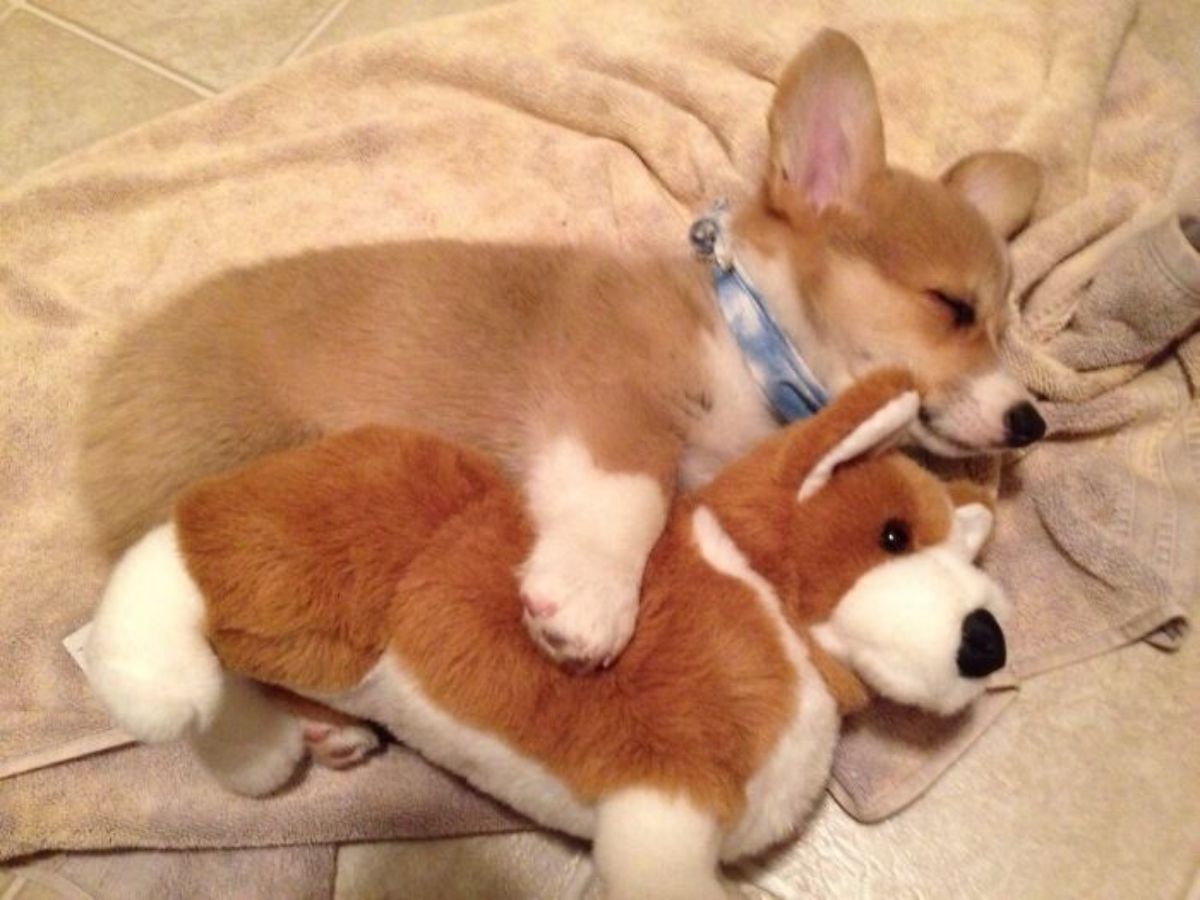 brown and white corgi laying on blankets sleeping while cuddling a brown and white corgi stuffed toy
