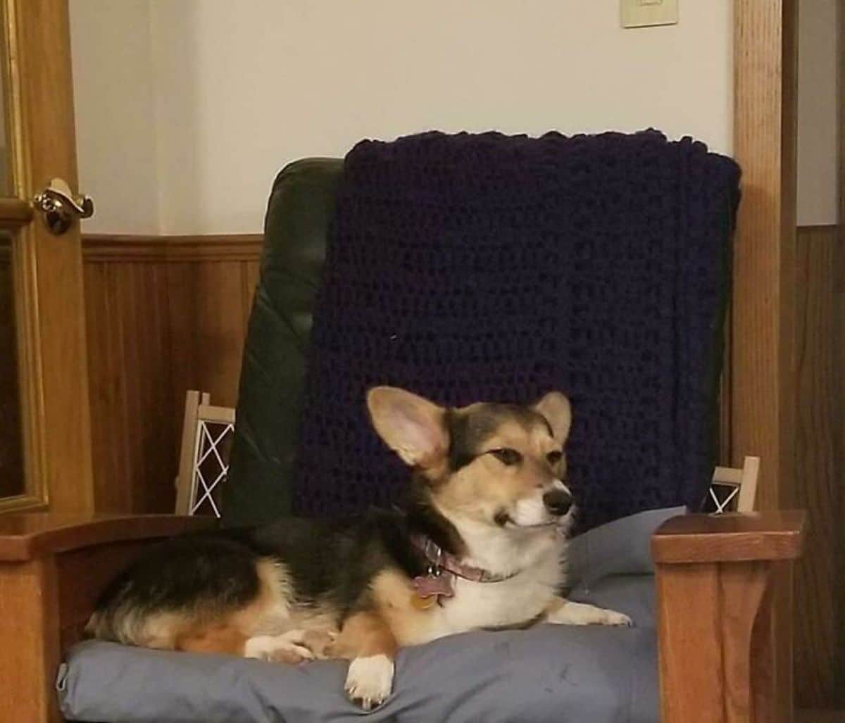 black brown and white corgi sitting on a grey and black chair