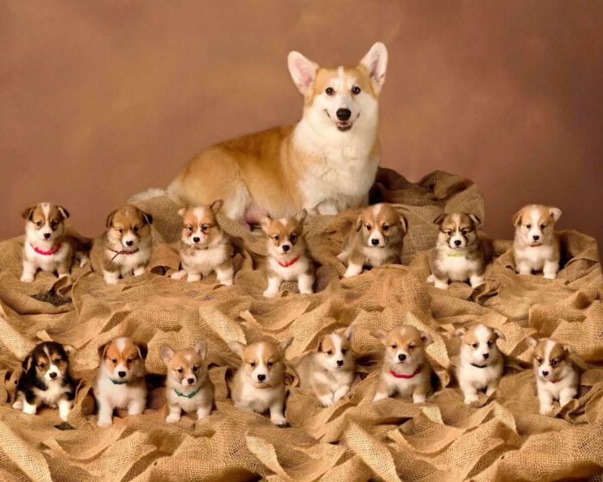 brown and white corgi mother sitting with 15 corgi puppies
