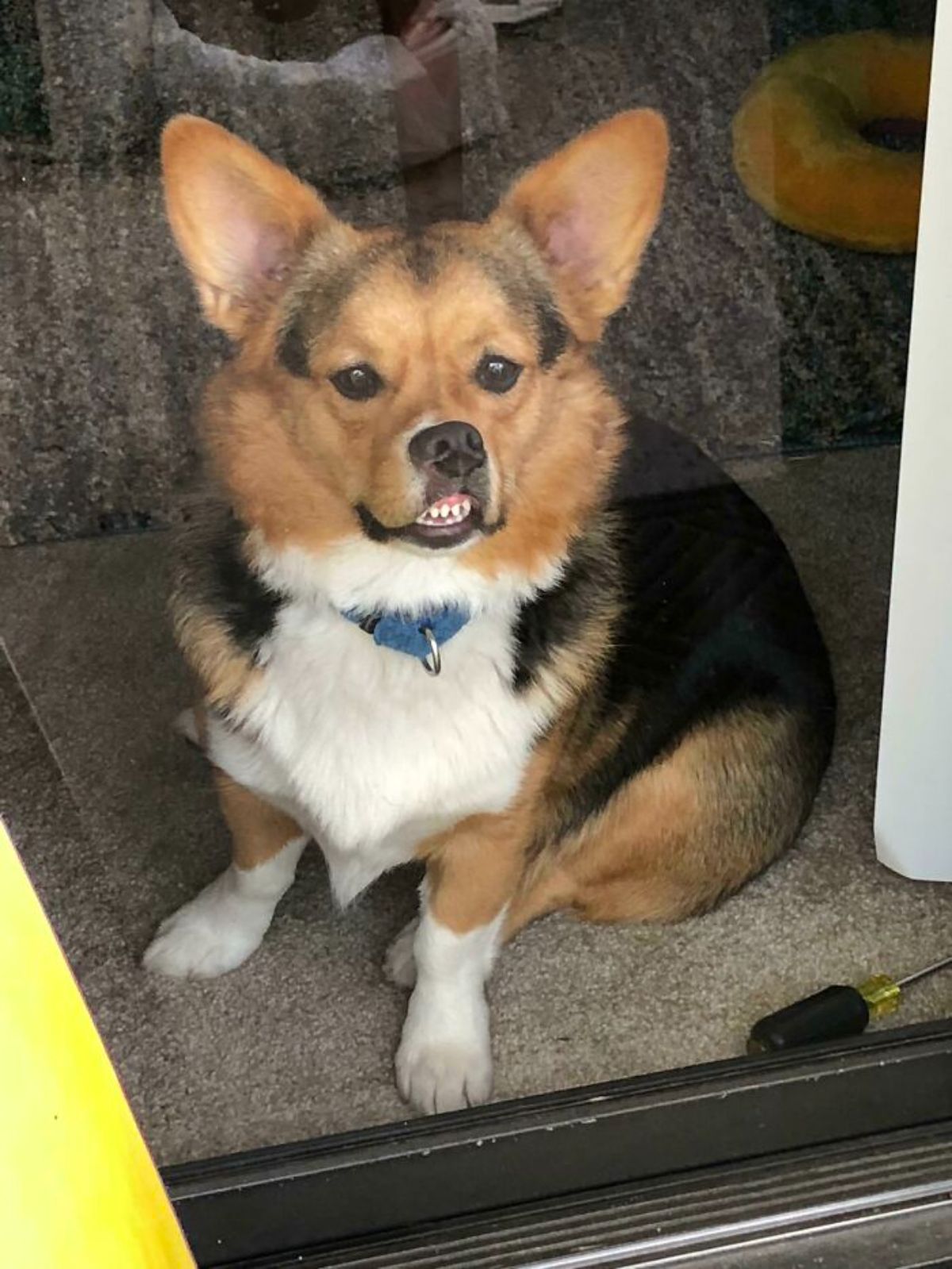 black brown and white corgi with its face smushed against glass with its teeth showing sitting on the floor