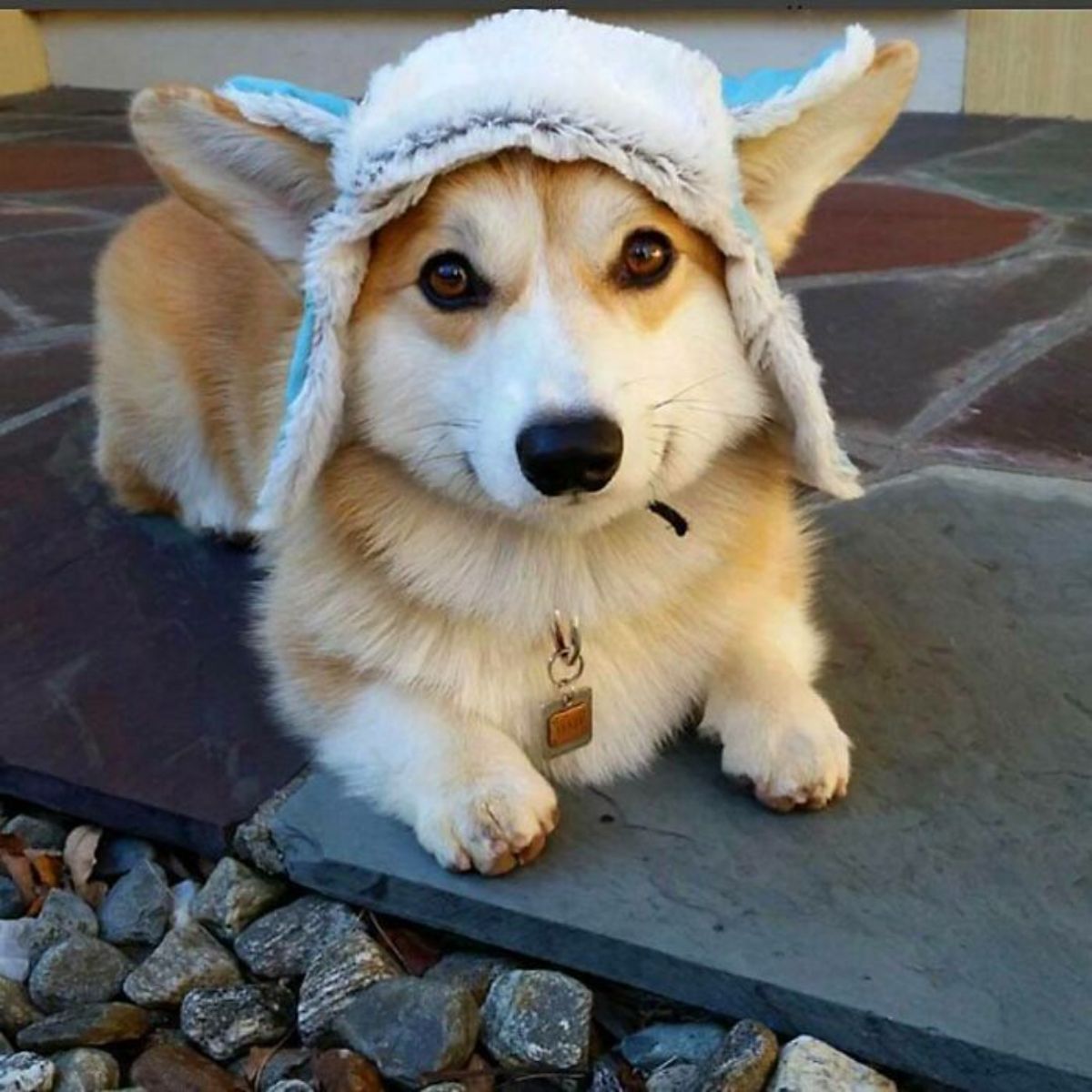 brown and white corgi laying on the floor with a white cap on its head