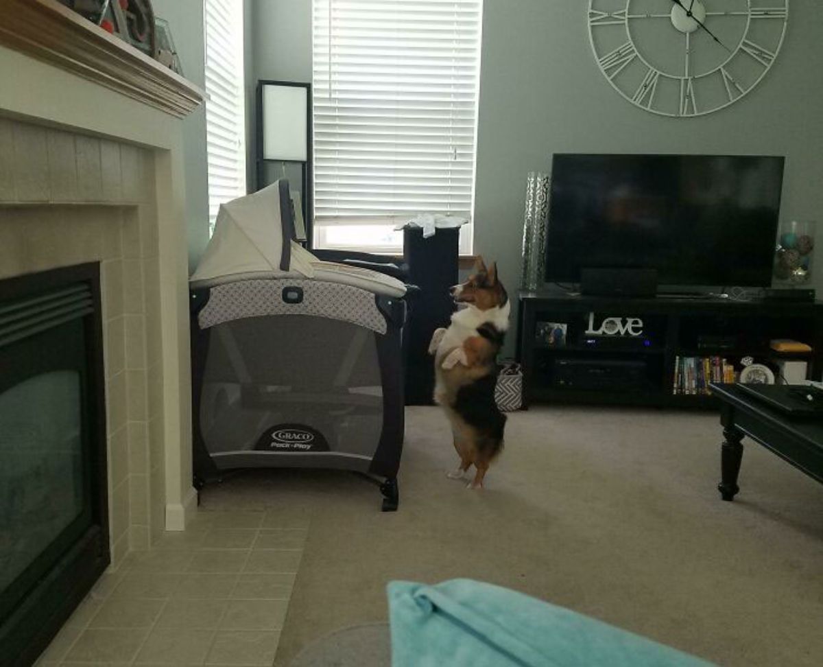 black brown and white corgi standing on its hind legs to look into a crib