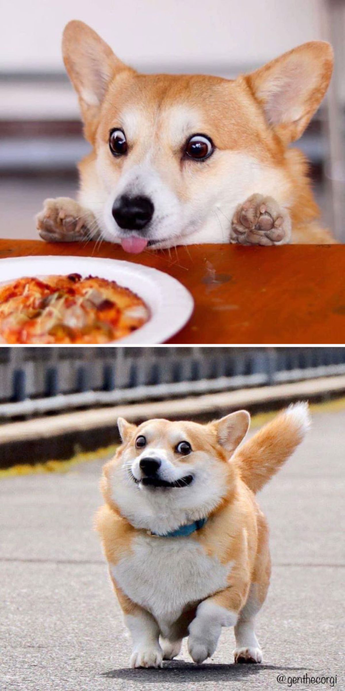 2 photos of brown and white corgi looking at a plate of food and looking to the left