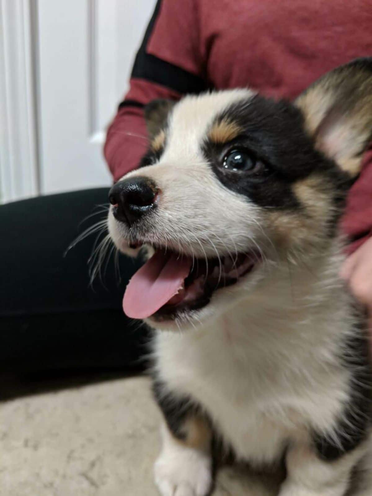 black brown and white corgi puppy sitting with a person