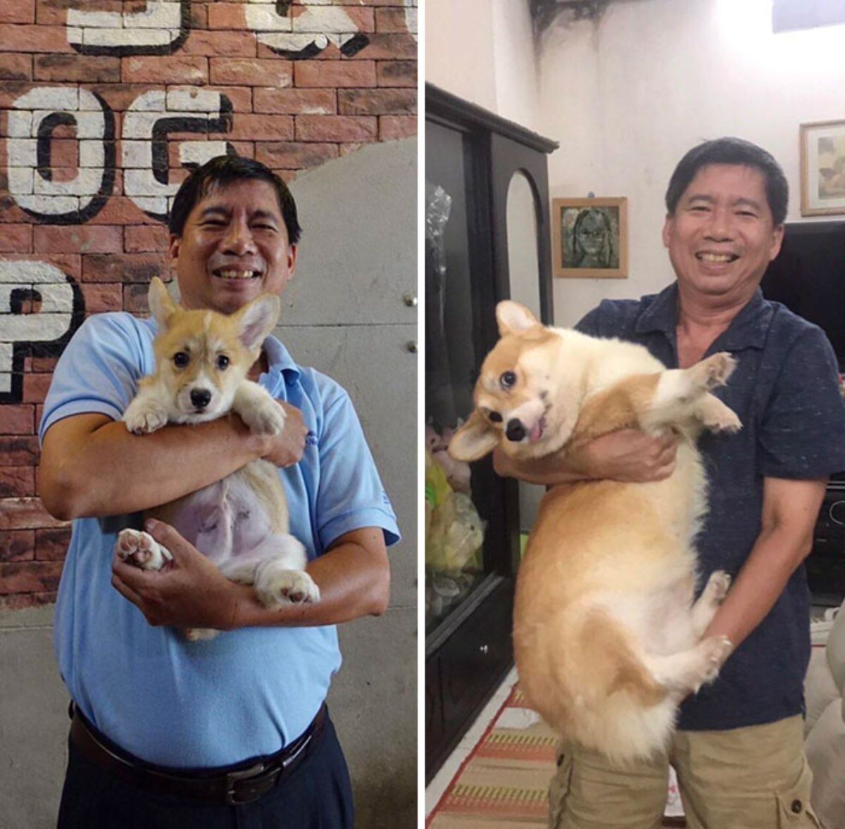 2 photos of a brown and white corgi being held by a man