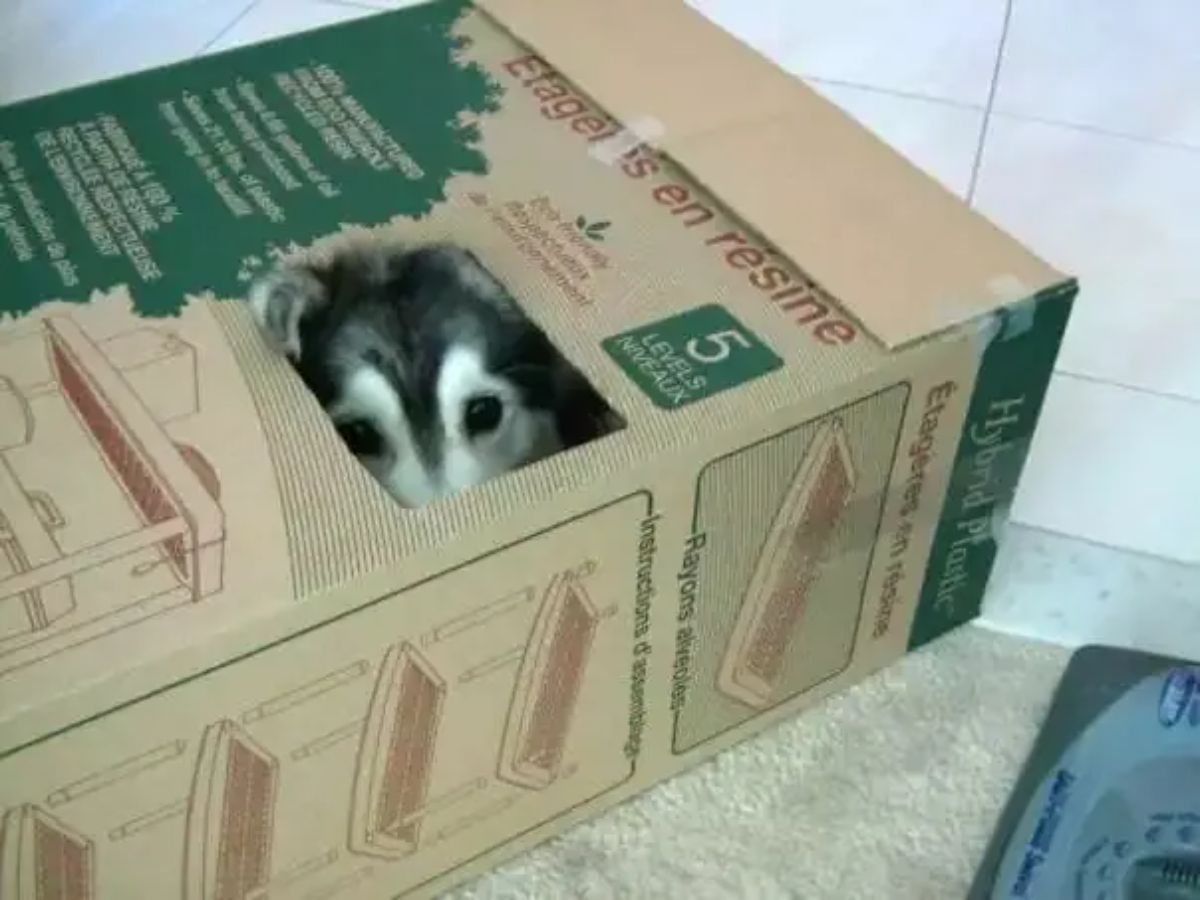 husky hiding in a cardboard box with eyes showing