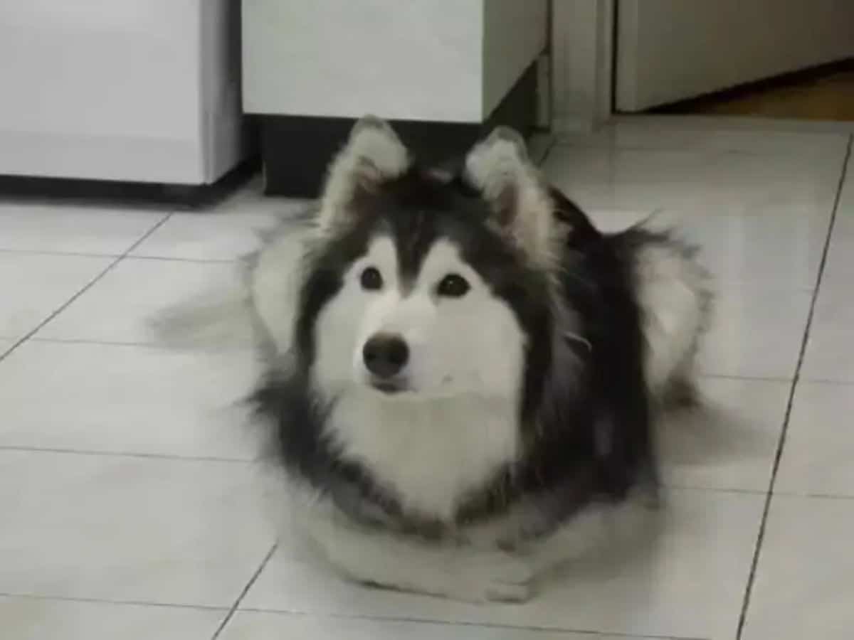 husky sitting like a cat on white tiled floor