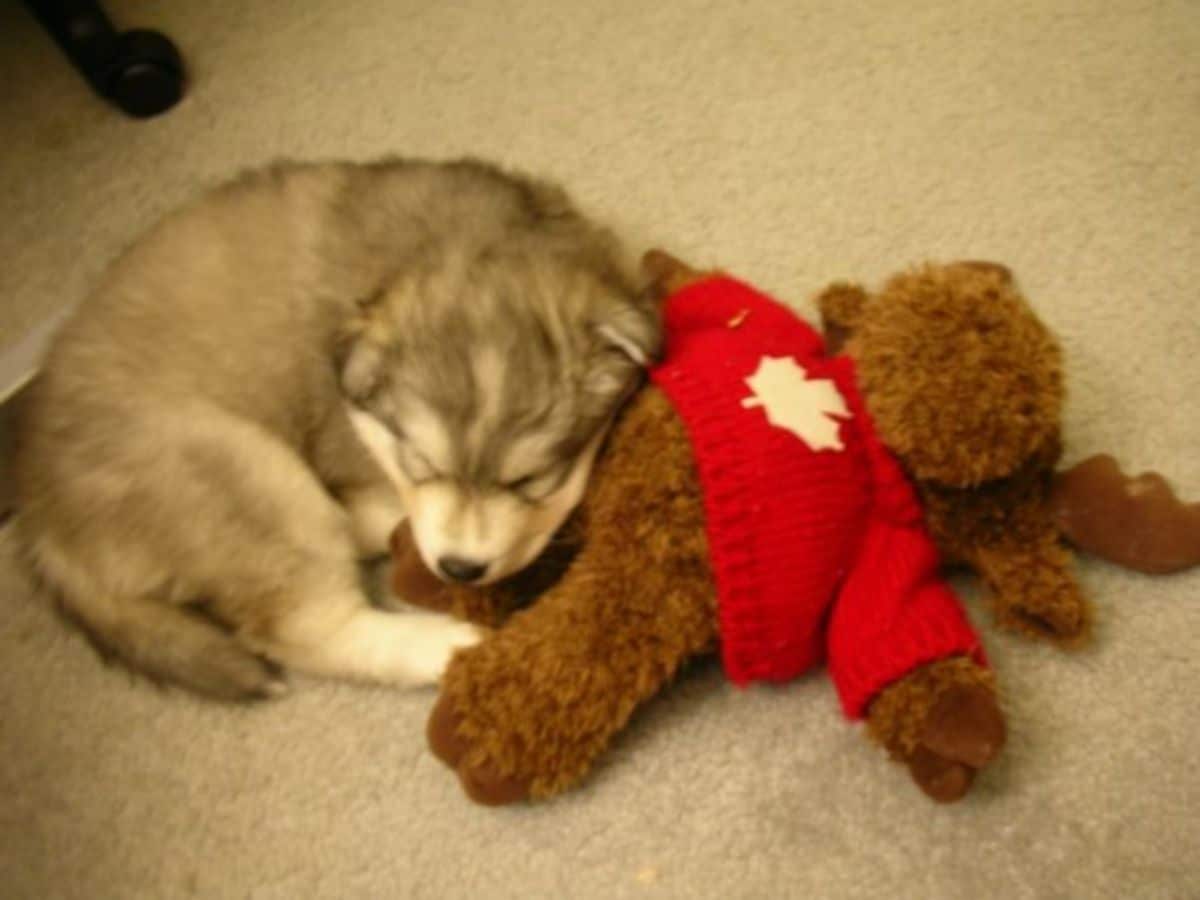 husky puppy sleeping with brown stuffed toy