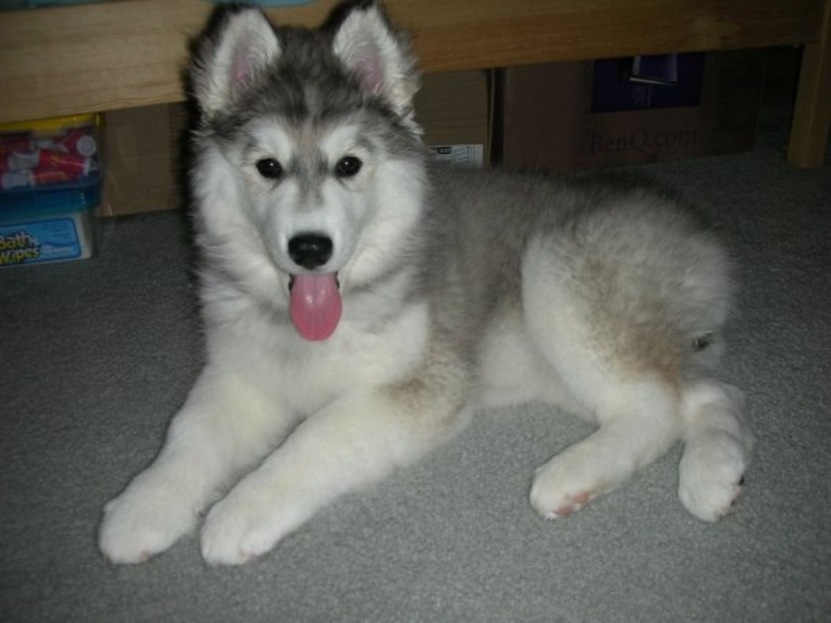 husky puppy laying on floor with tongue out 