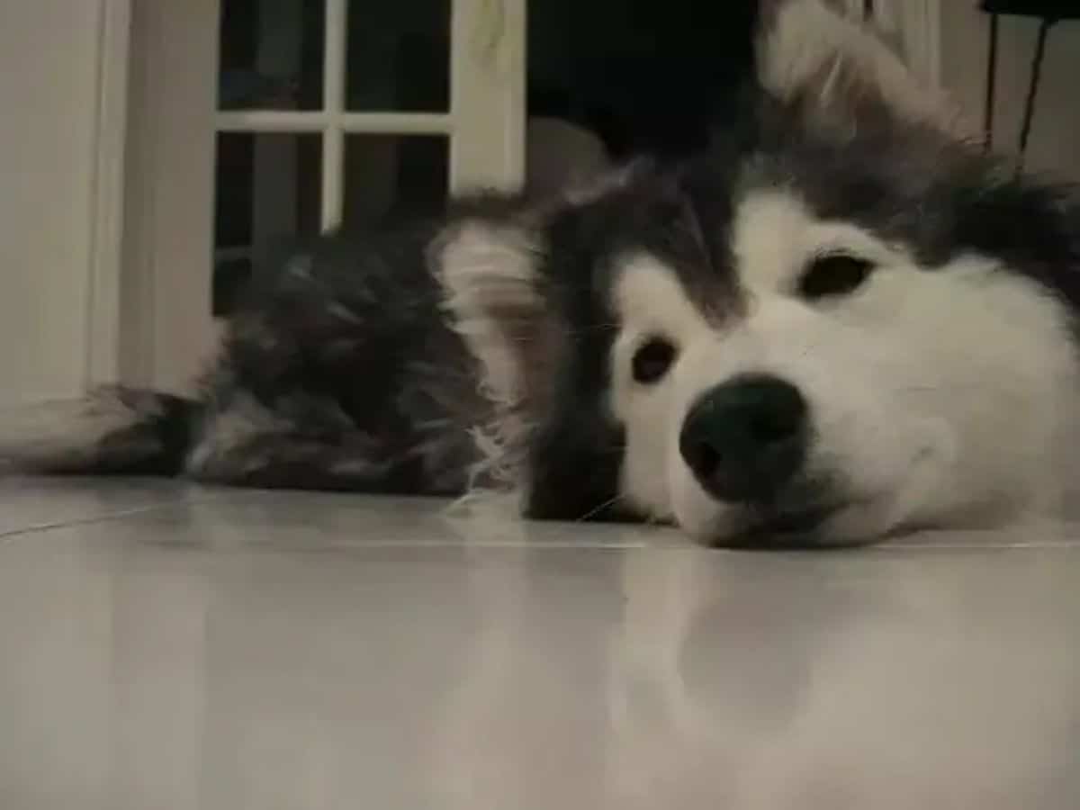 husky laying on the floor looking to the left