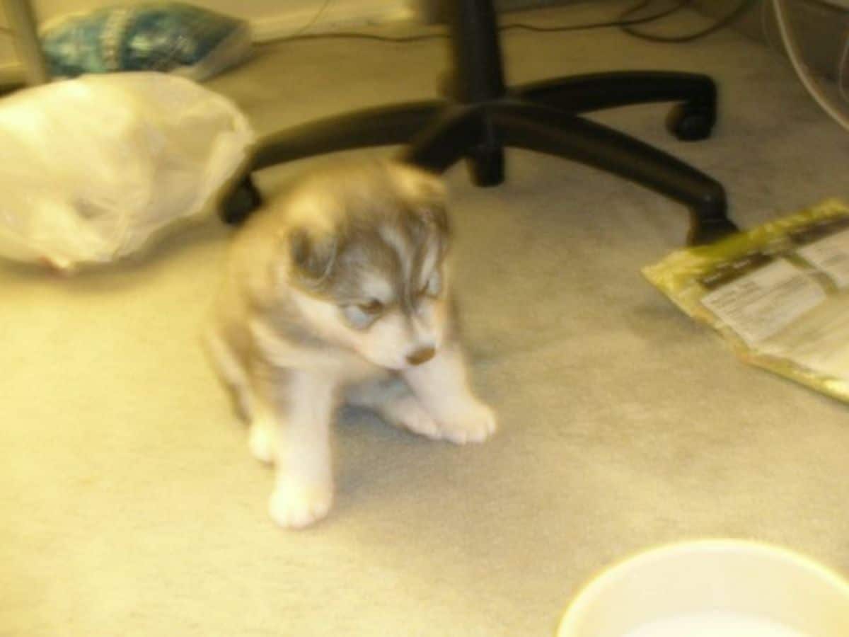 husky puppy on floor next to toy and chair