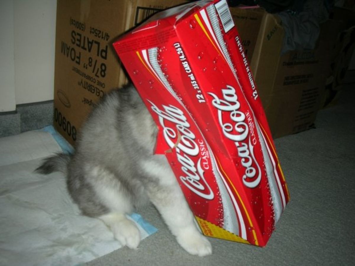 husky puppy with head in coca cola cardboard box