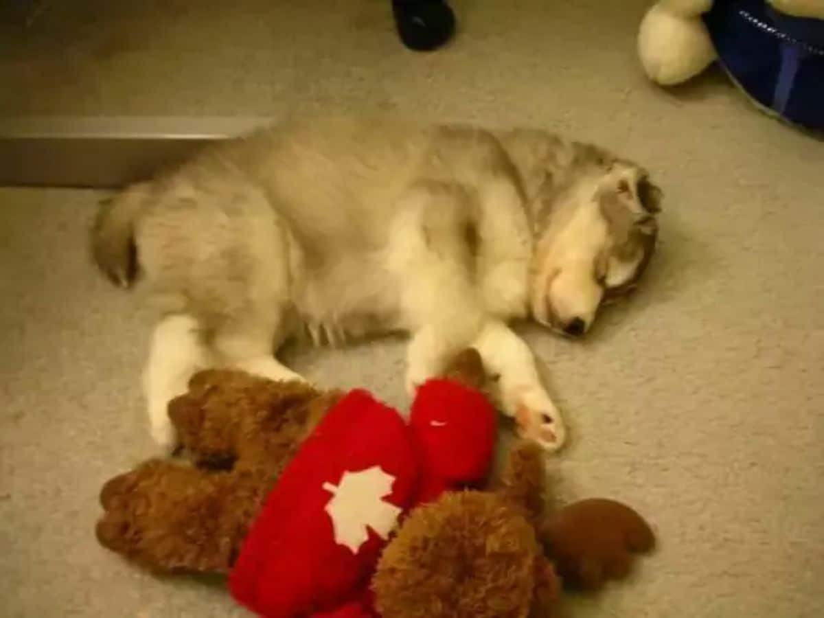 husky puppy sleeping on carpet with brown teddy bear