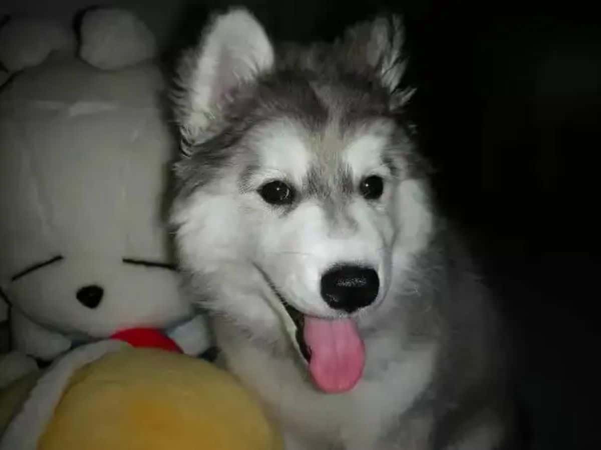 husky puppy sitting with its tongue out