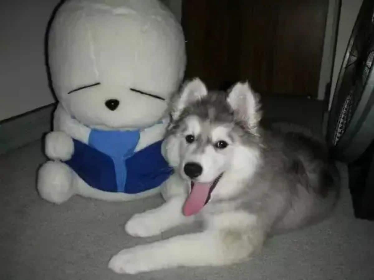 husky puppy laying on the floor next to a large white stuffed toy