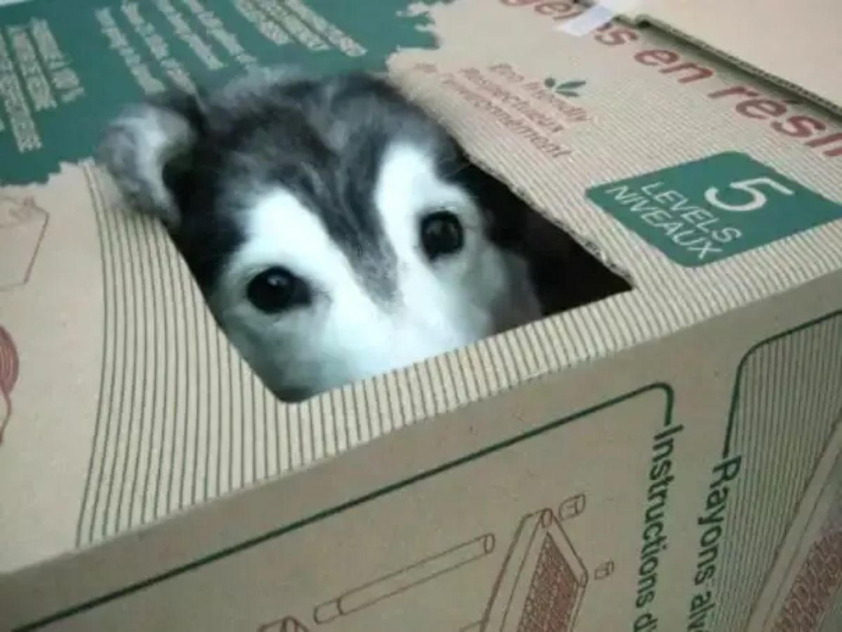 husky hiding in a cardboard box with eyes showing close up