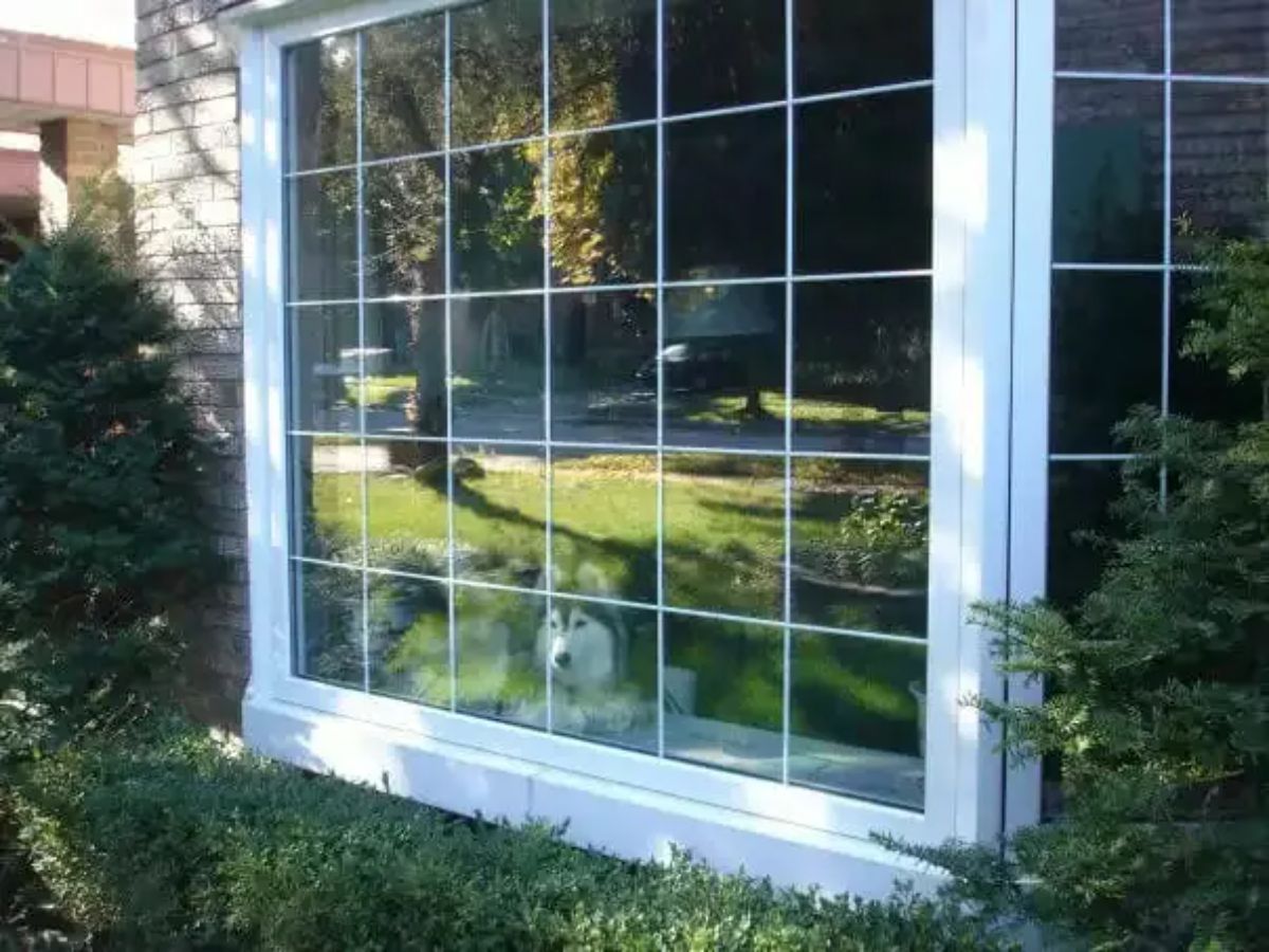 husky looking out of big windows
