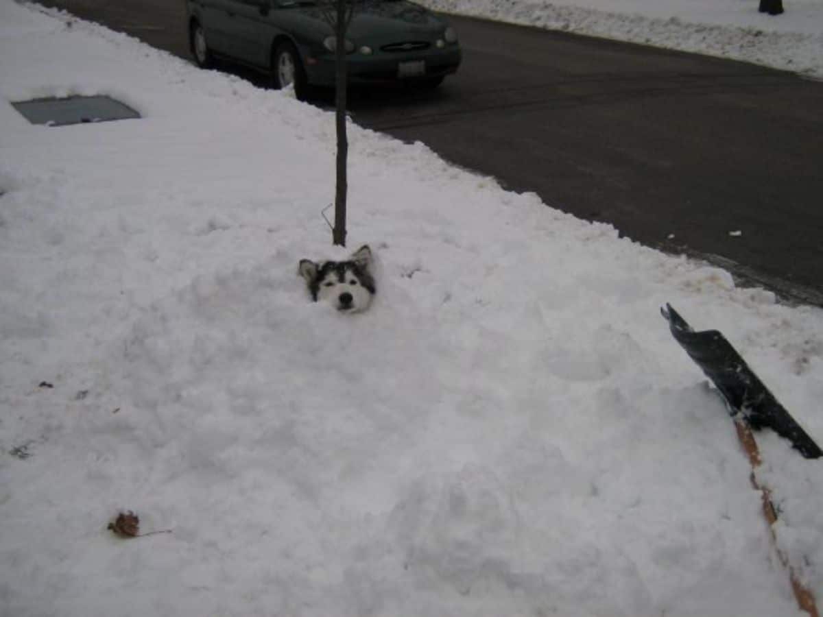 husky dog buried in snow with head sticking out