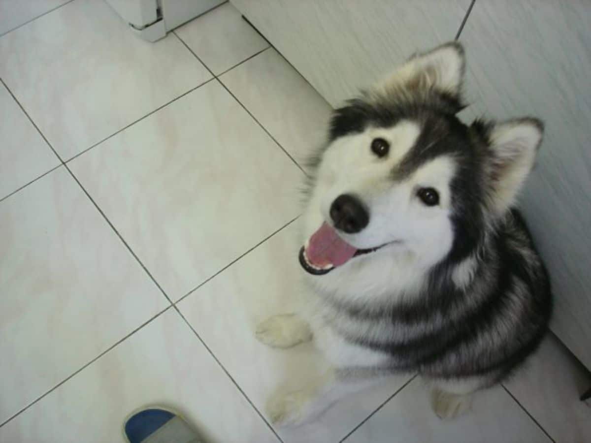 husky dog with tongue out looking up at camera