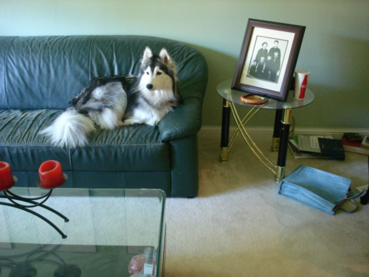 husky on a black sofa next to a coffee table with a phot frame