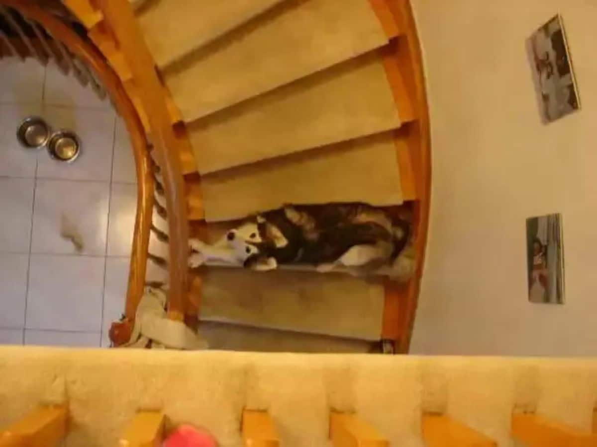 husky sitting cross pawed on the stairs