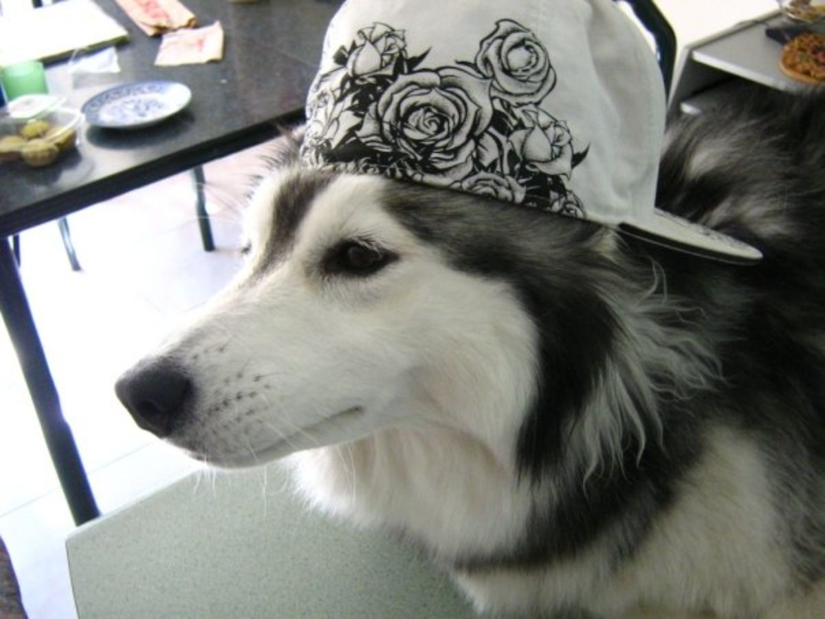 husky with black and white cap on