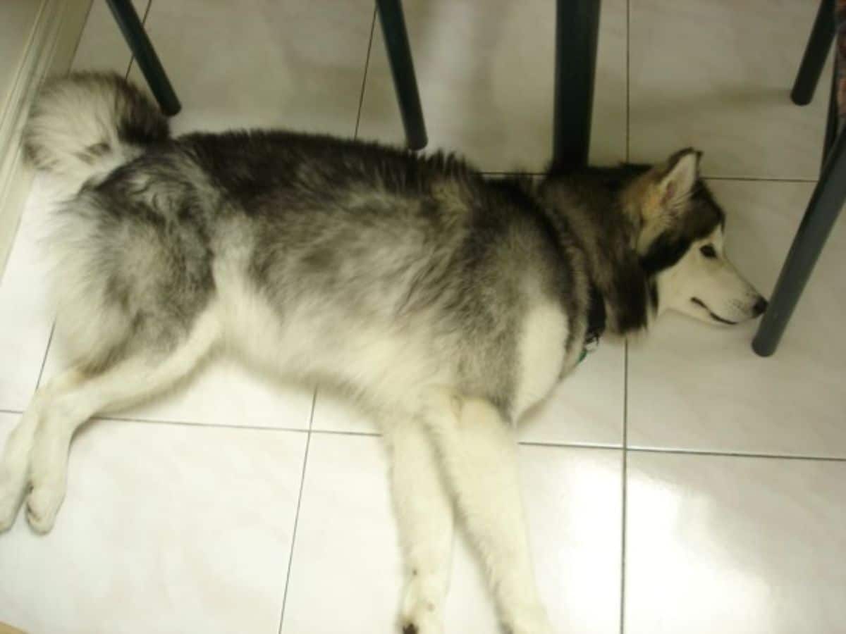 husky dog sleeping under table on white tiled floor