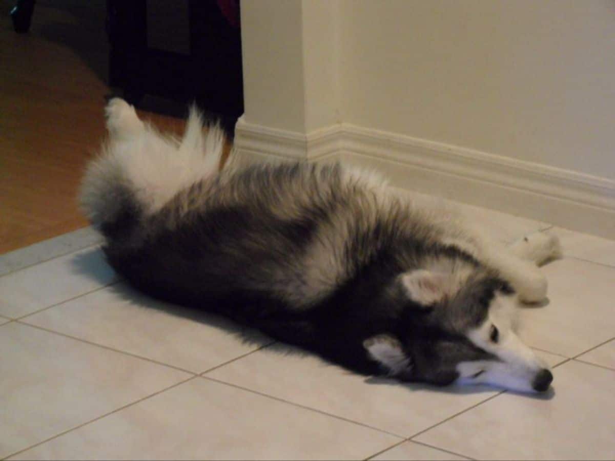 husky laying on the floor on the side looking to the right