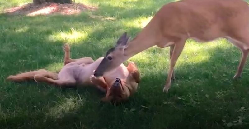 Deer and dog playing on grass