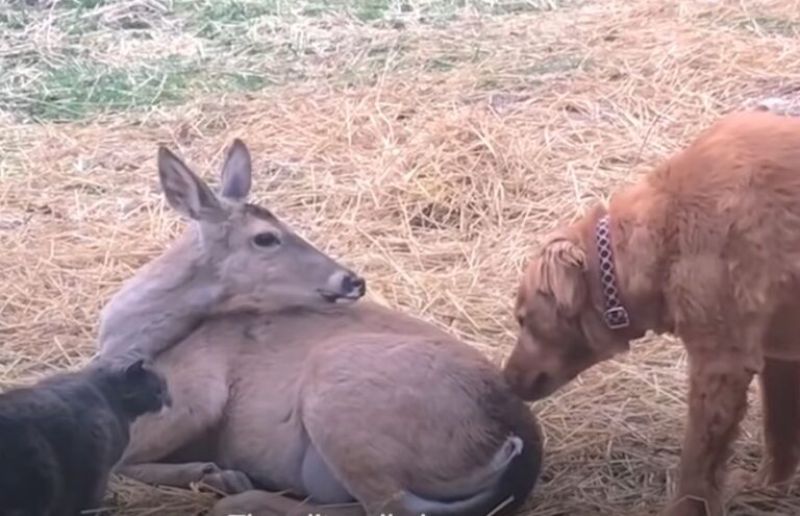 Deer brings her twins to dog