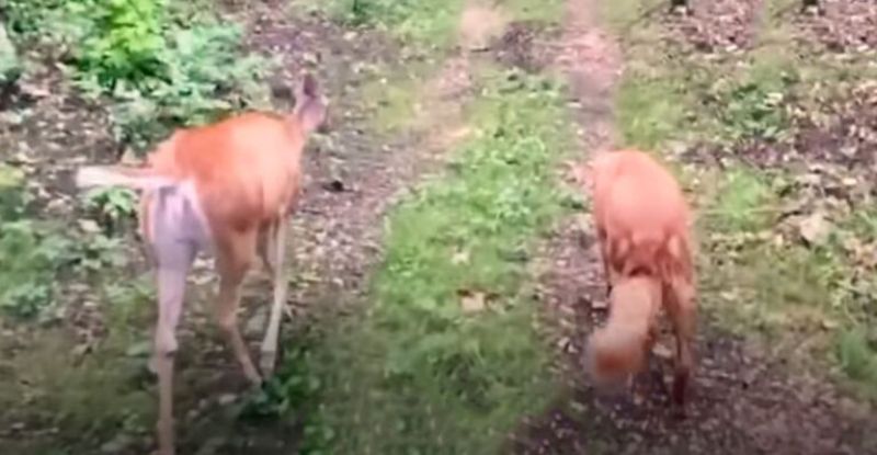 Deer and dog walking in forest
