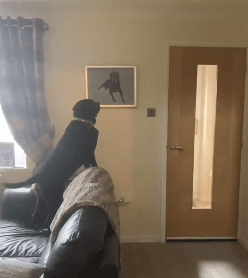 Dog looking at picture of passed brother 4