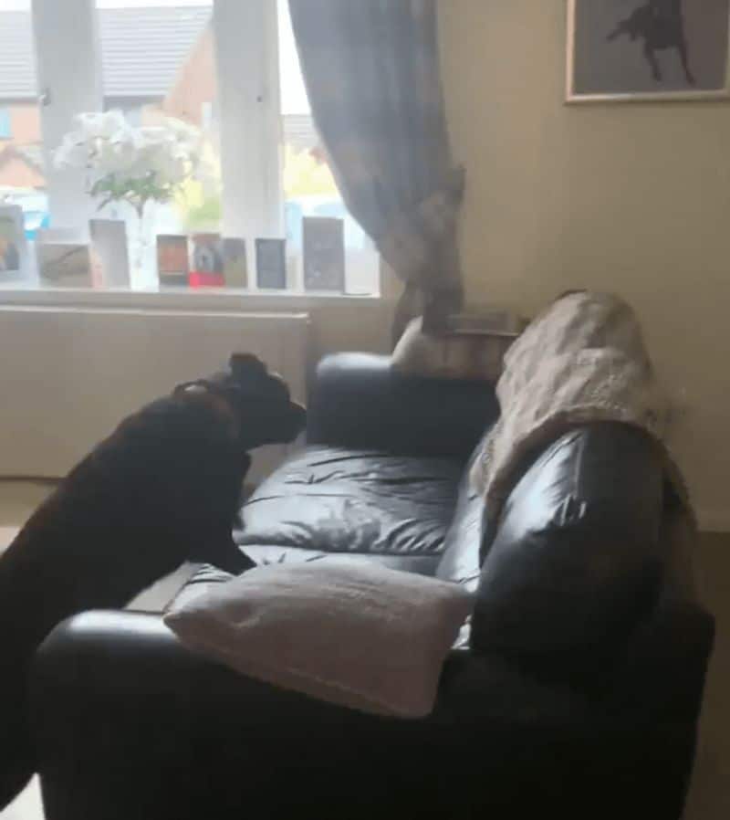 Dog looking on picture of passed brother 3