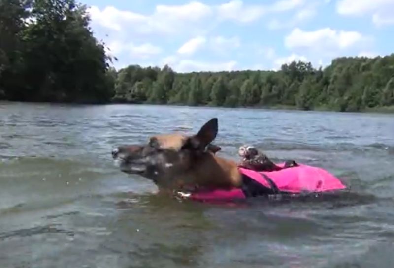 German shepherd and owl swimming together