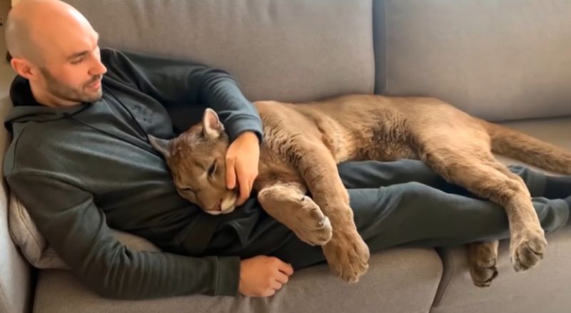 Messi the puma on couch cuddling with man