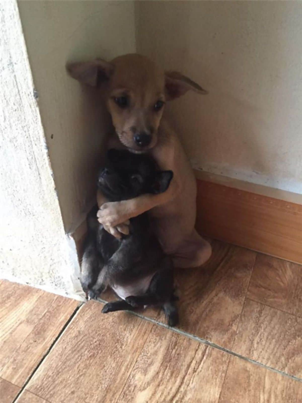 a larger brown puppy hugging a smaller black puppy hugging by a wall