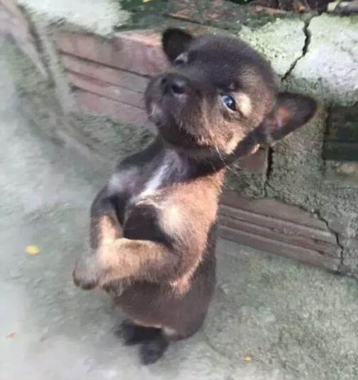 a black and brown puppy standing up on its hind legs in a garden