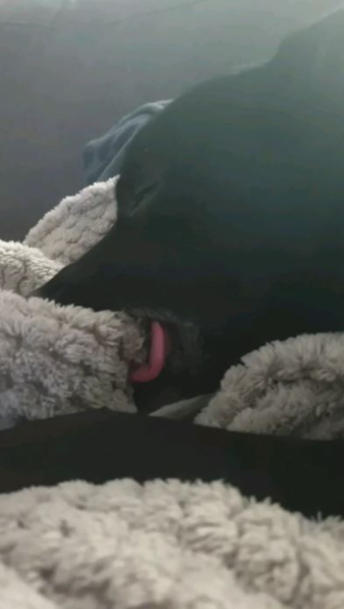 black dog sleeping and sucking on a white knitted blanket with the tongue sticking out slightly