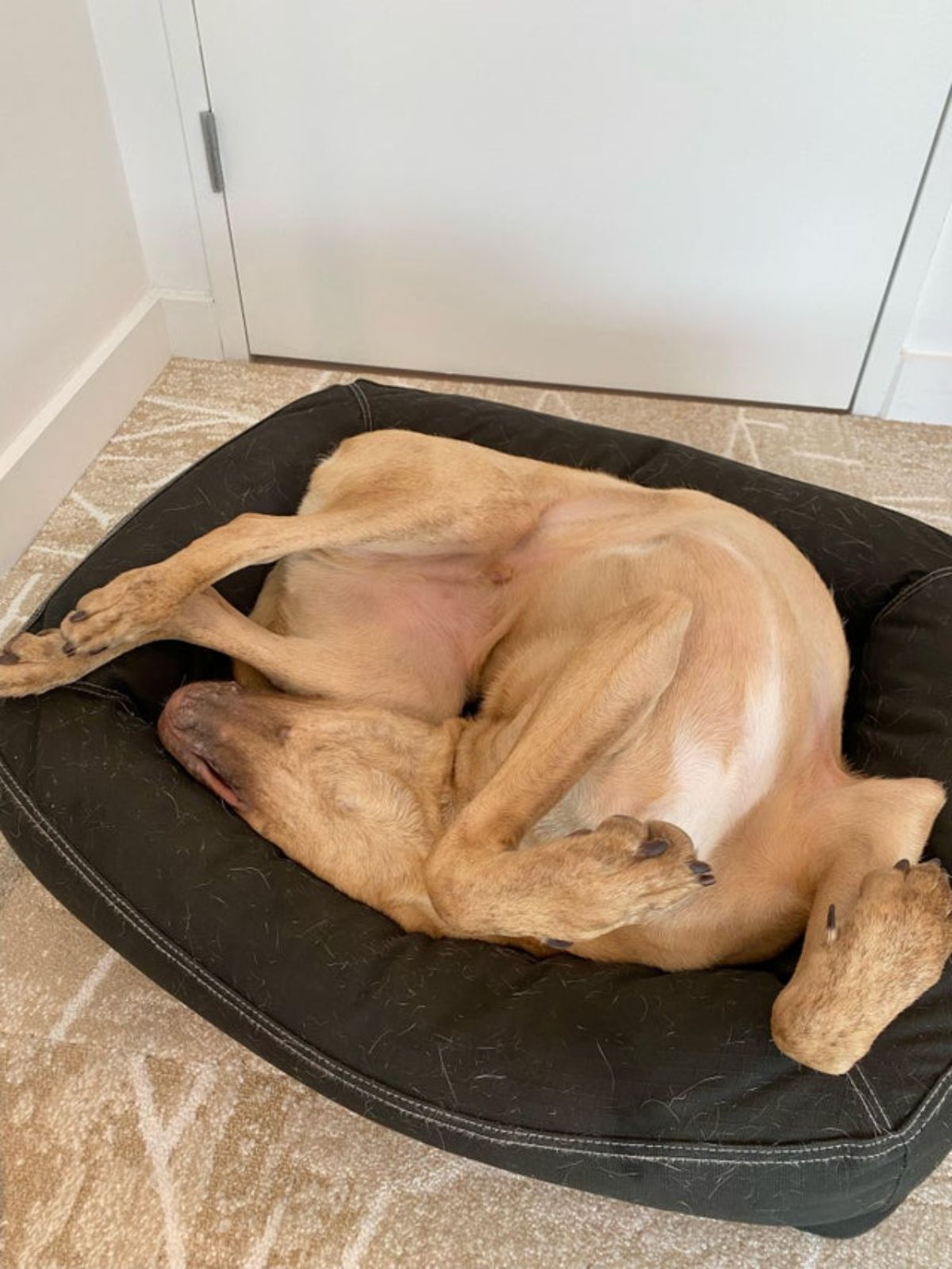 brown dog sleeping all contorted on a black dog bed