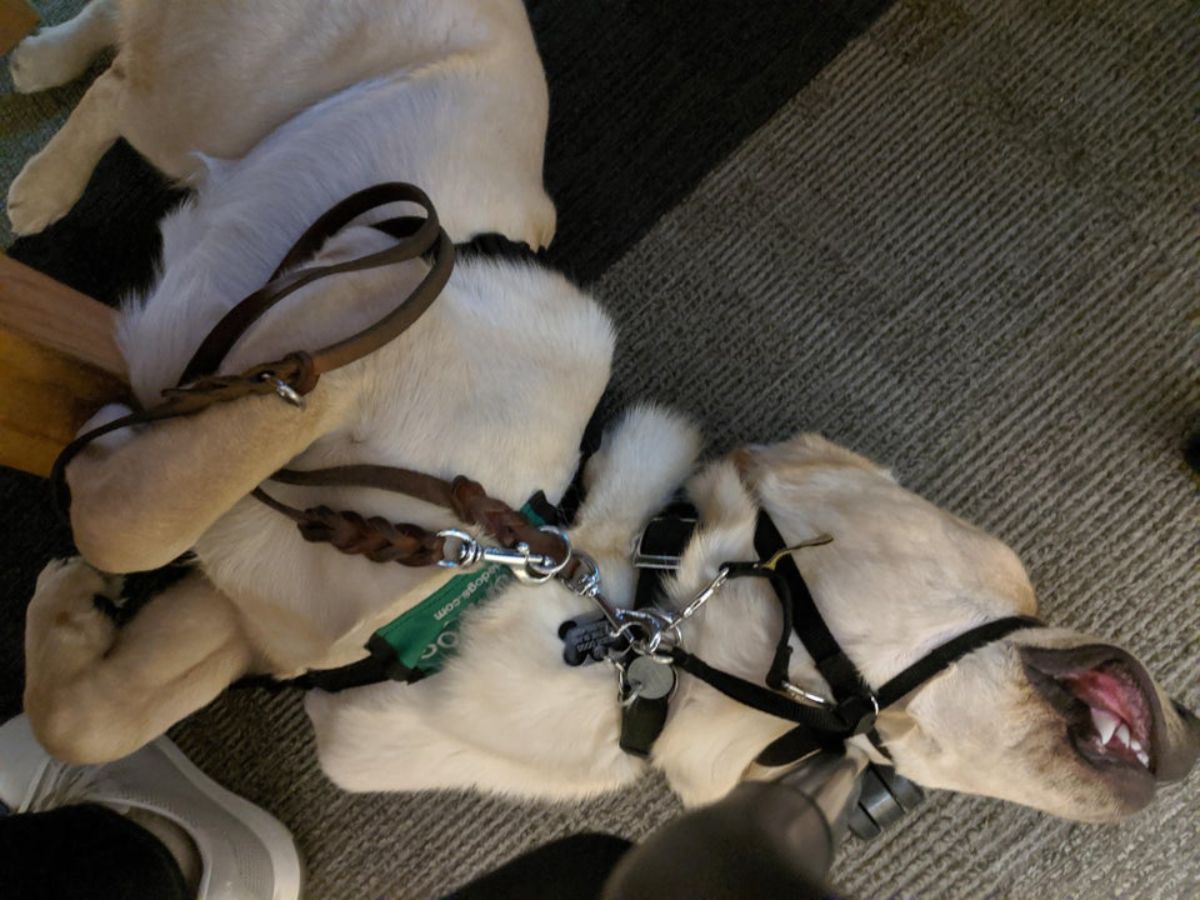 brown and white dog sleeping upside down on the floor with leashes wrapped around it