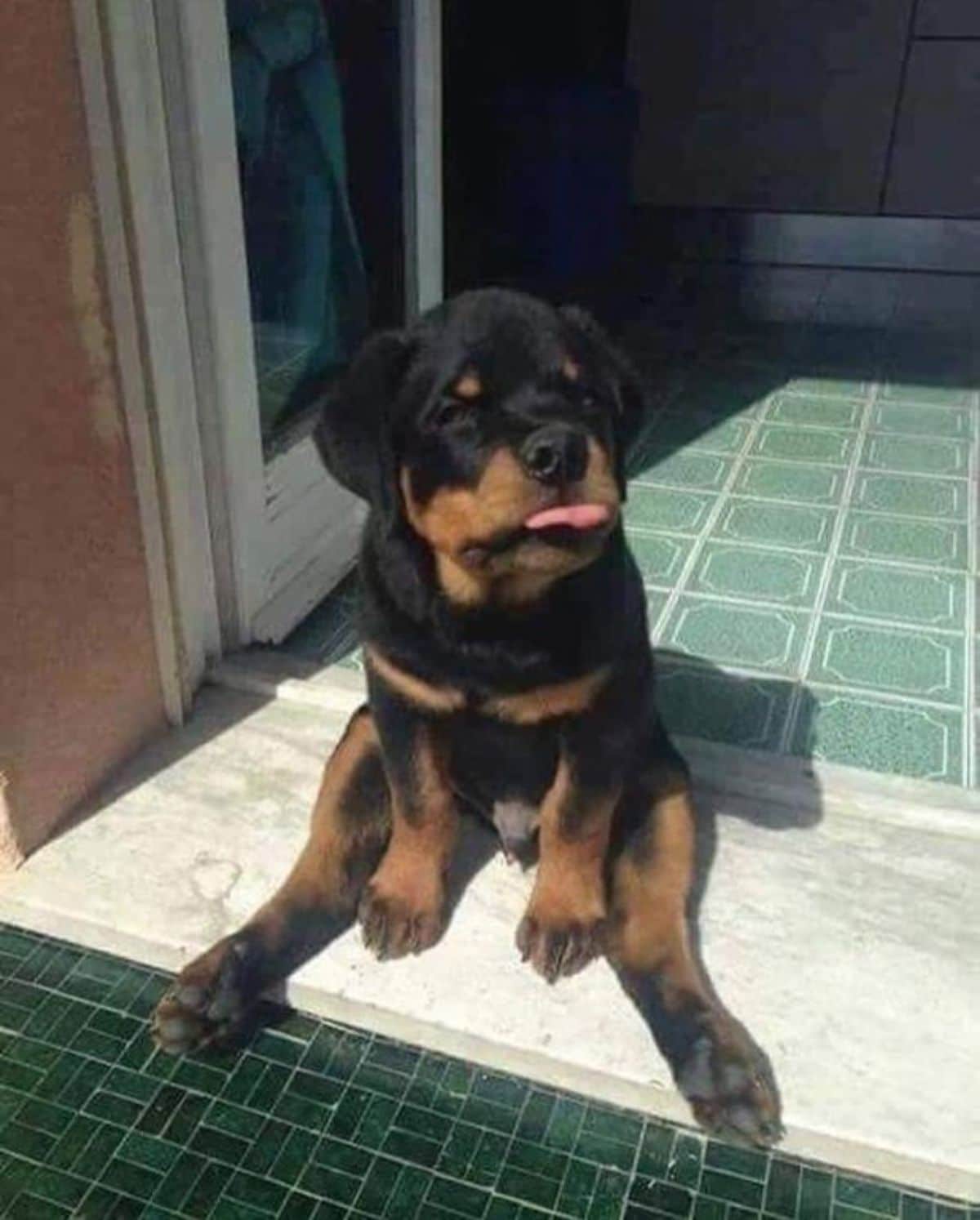 rottweiler puppy sitting upright on the floor with the front legs between the back legs and the tongue sticking out