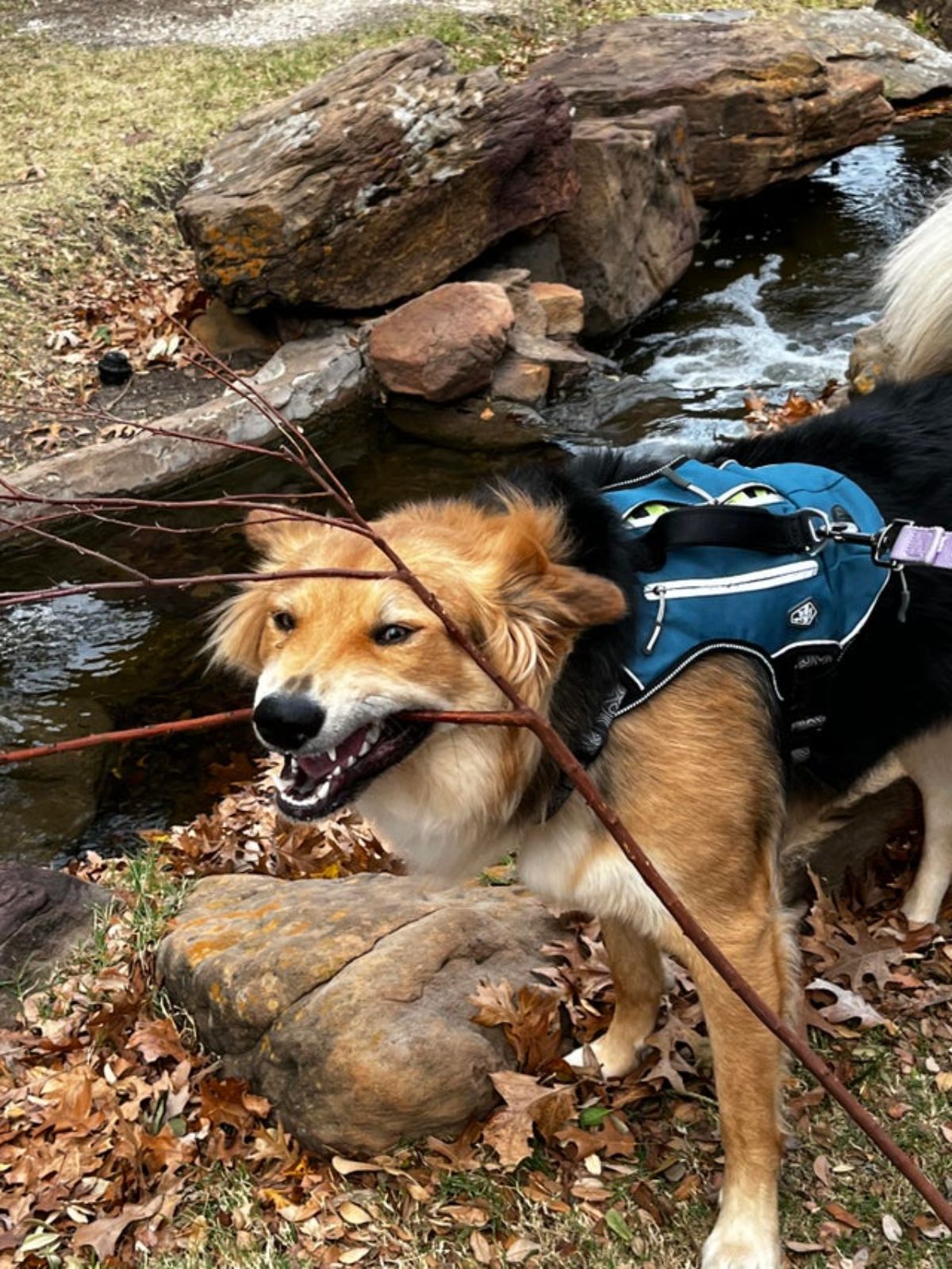 brown fluffy dog by a creek wearing a blue harness holding a branch