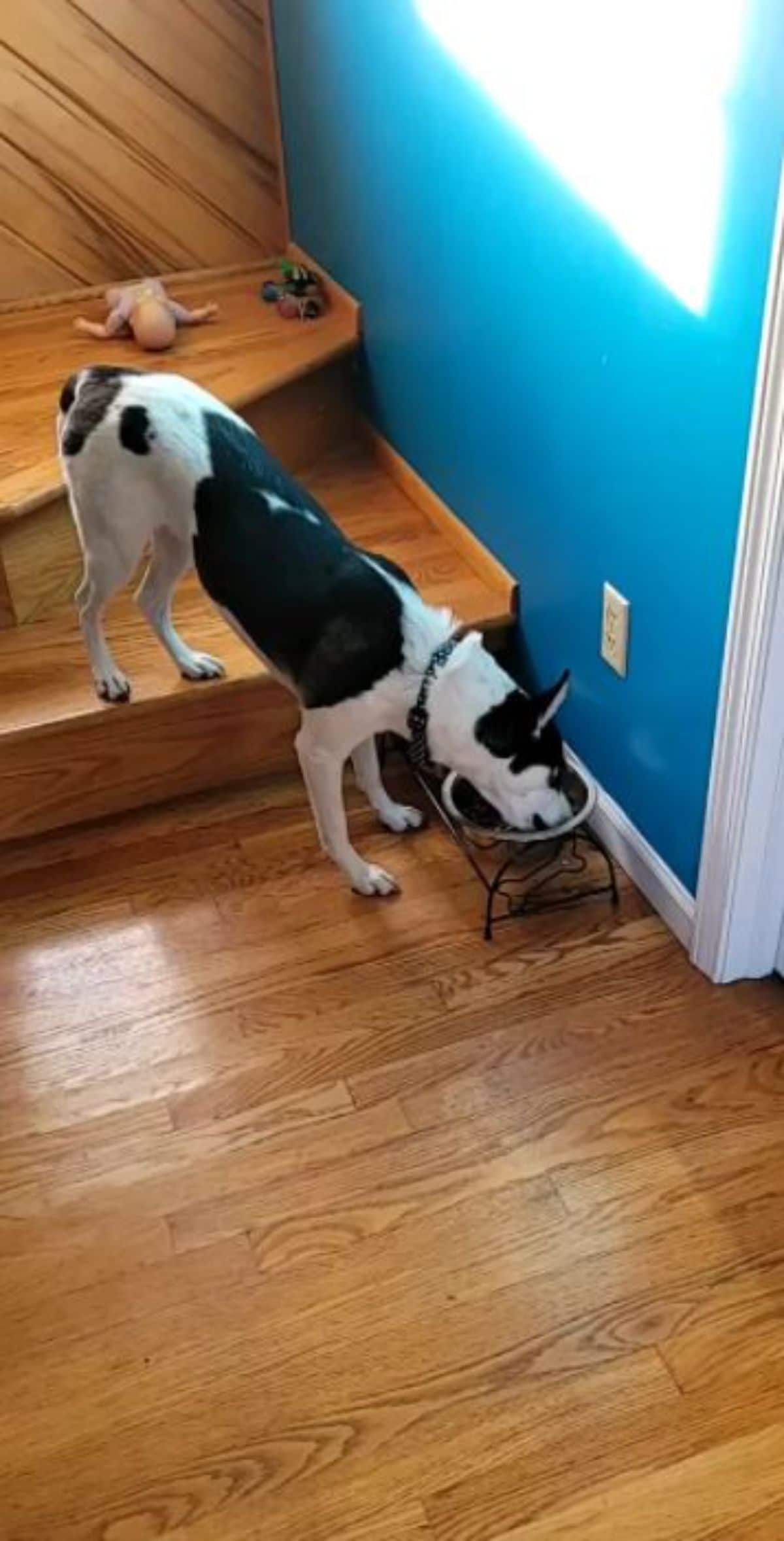 black and white dog eating food from a bowl with the back legs on a high stair