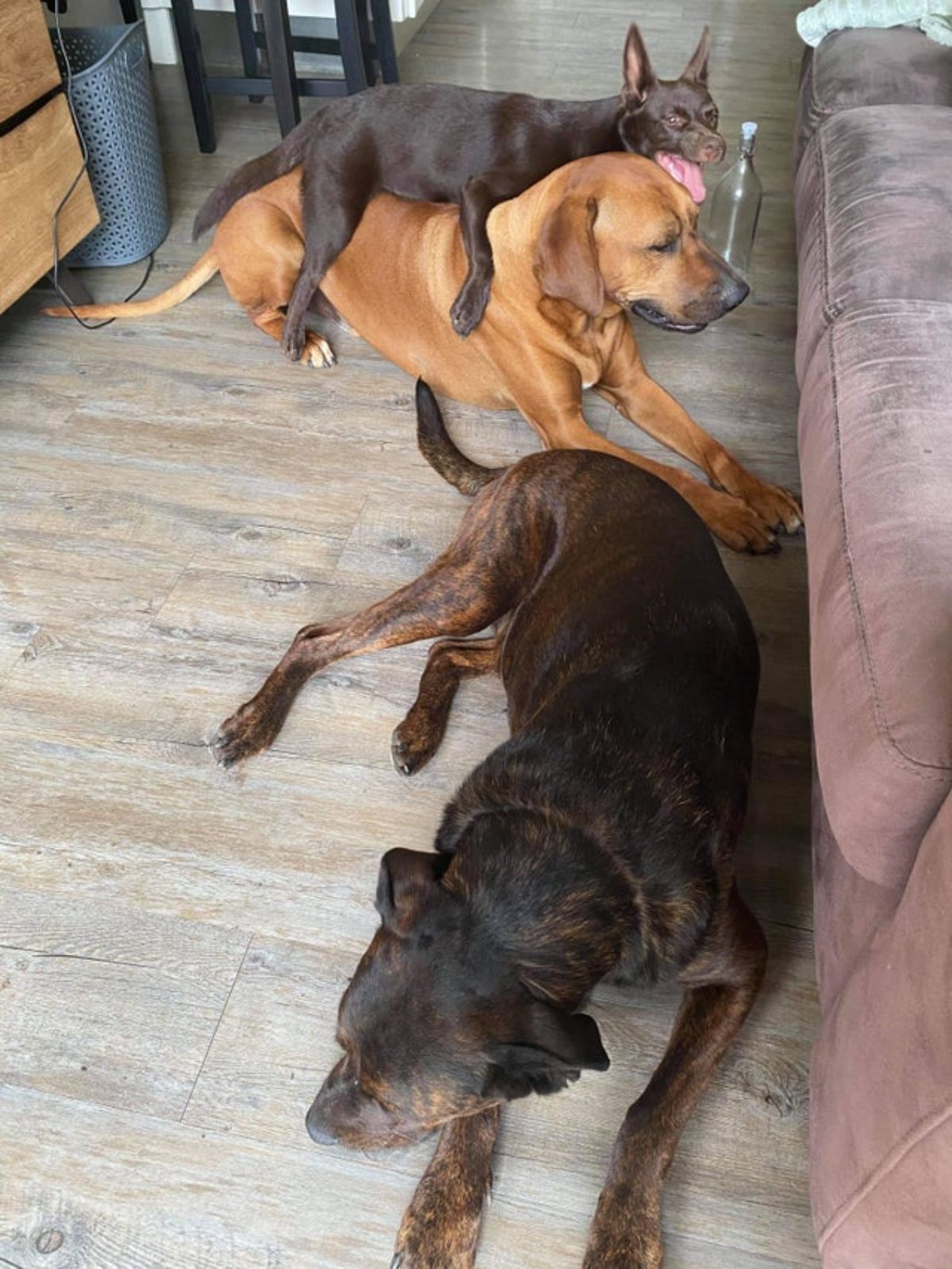 dark brown dog laying on a brown dog while another brown dog lays near them