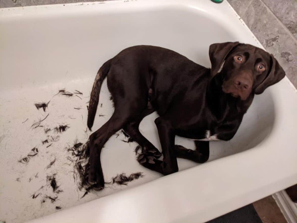 chocolate labrador retriever laying in a white bathtub with some hair in the bathtub